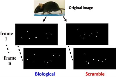 Spontaneous Discriminative Response to the Biological Motion Displays Involving a Walking Conspecific in Mice